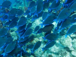 Blue Tang IMG 5977